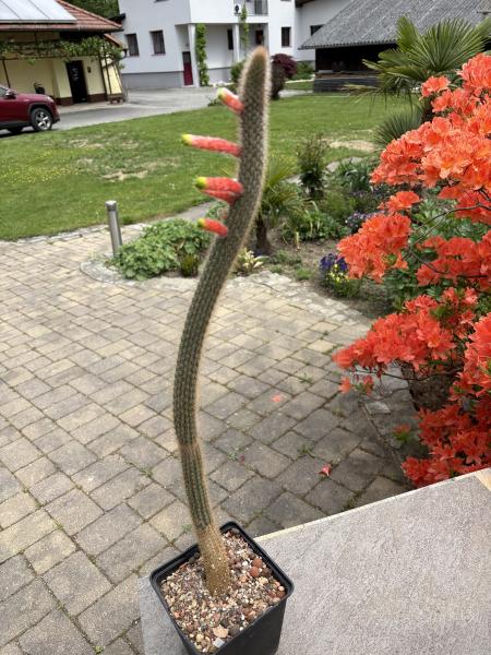 Cleistocactus smaragdiflorus